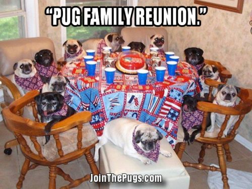 Pug Family Reunion