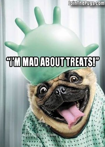 Pug Gone Mad