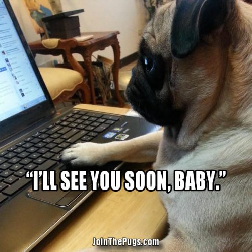 Pug Love Online