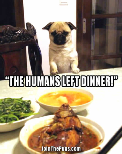 Pug Ready For Dinner