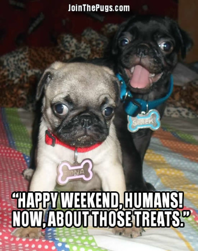 Pug Weekend Is Here