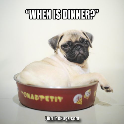 Pug - When is Dinner