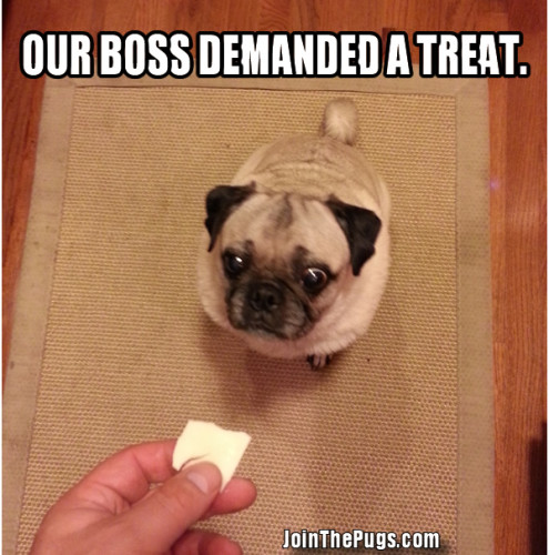 Pug boss demands a treat