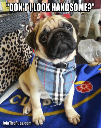 Pug in Fashion