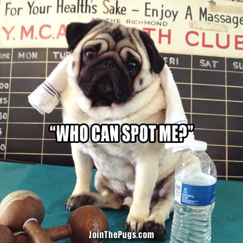 Pug in Good Shape