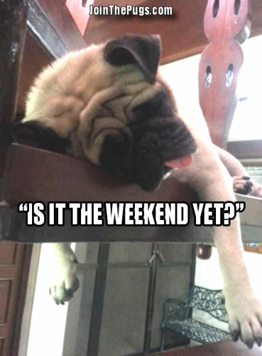 Pug longs for the weekend