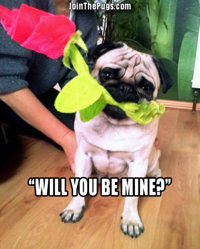 Pugs are Romantics