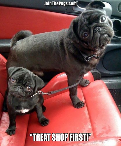 Pugs in Control