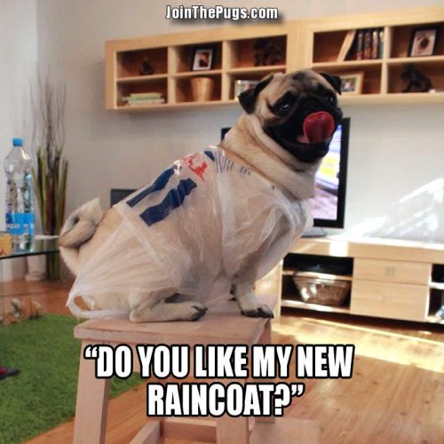 RAINCOAT PUG