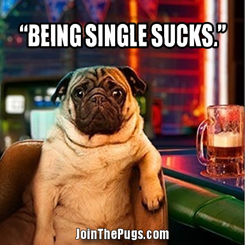 Single Pug