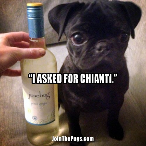 The Wine Connoisseur Pug