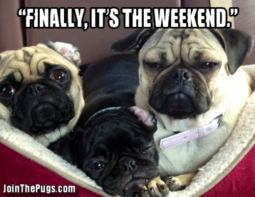 Weekend Pug