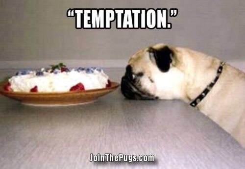 pug temptation