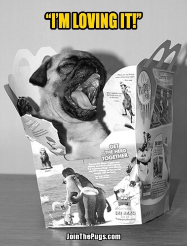 Happy Meal Pug