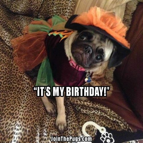 birthday Pug