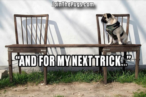 Pug Trick