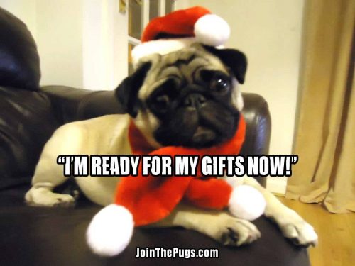 Christmas Treats Pug