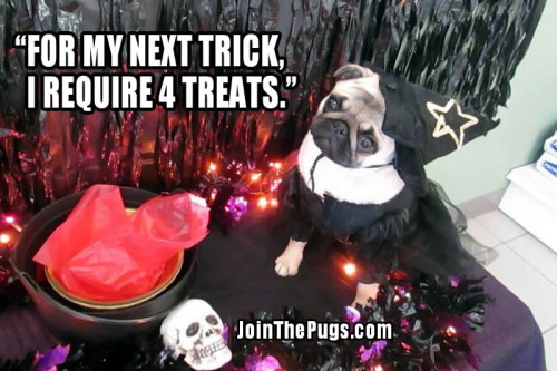 Witch Pug - Join the Pugs 