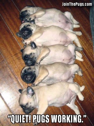 Flashback Friday - Join the Pugs 