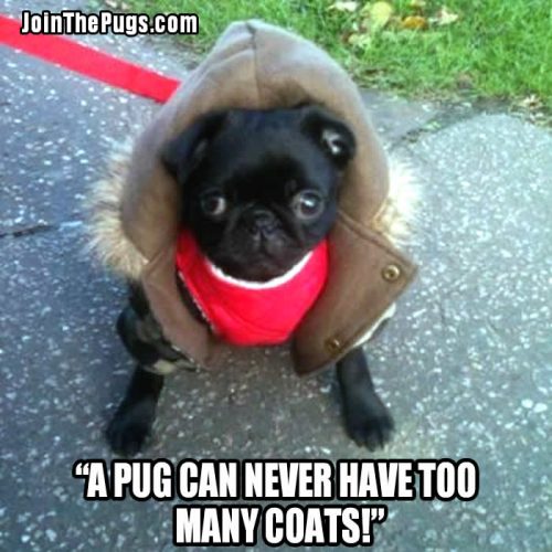 Fashionable Pug -  Join the Pugs 