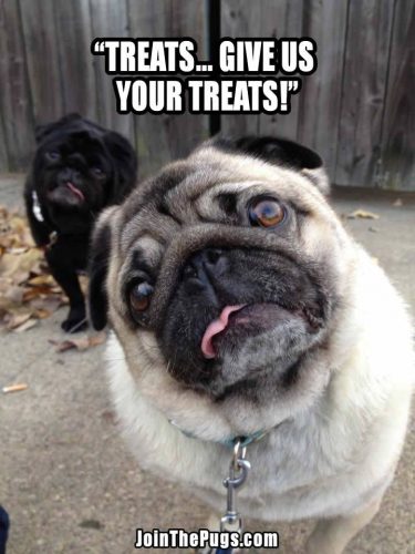 Julie Dolbier trick or treat Pug