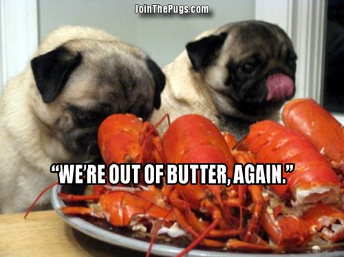 Lobster Pugs