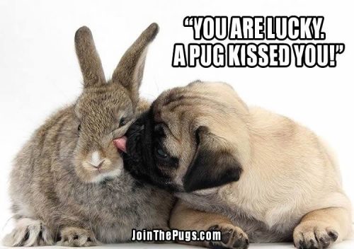 Lucky Pug