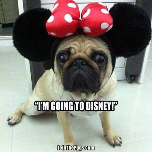 Minnie Pug