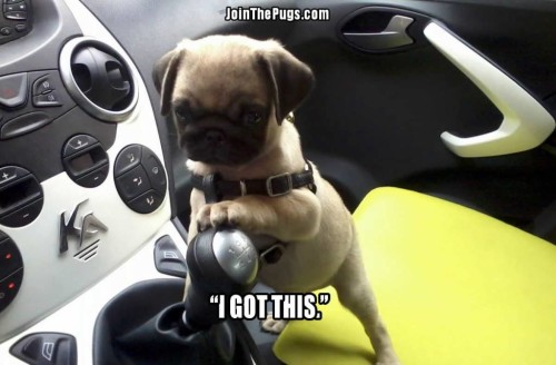 Need for Pug Speed