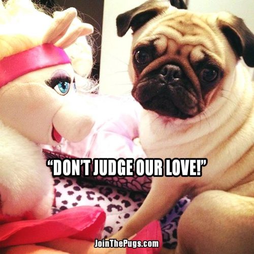 Pug Love