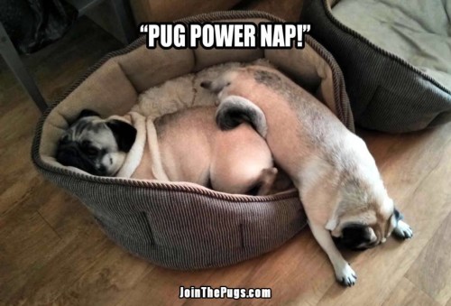 Pug Power Nap