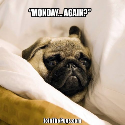 Pug - monday again