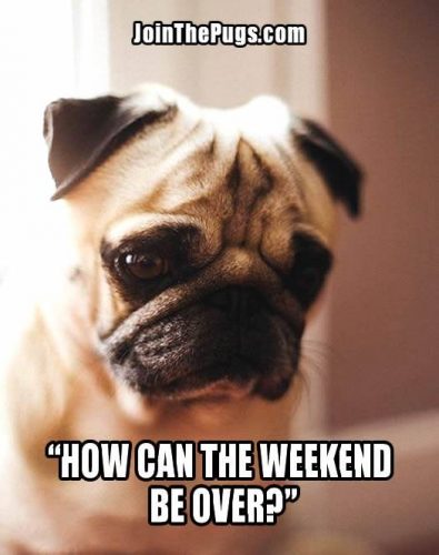 Pug - weekend over