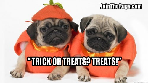 Pugoween - Join the Pugs 