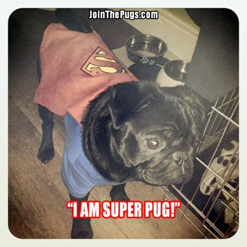 Super Pug - Join The Pugs
