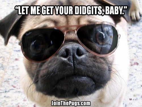 Pug's Got Game