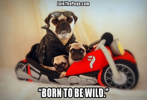 Rider Pugs