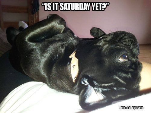 Saturday Pug