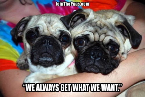You Can't Say, No to these Pugs
