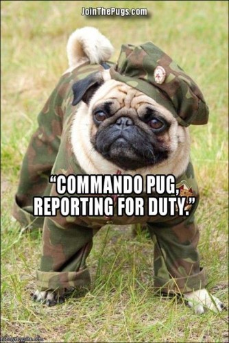 commando pug - FF - June 26th 2013