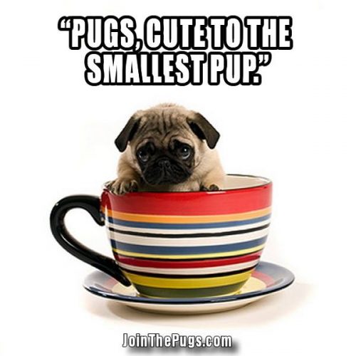 cup pup pug