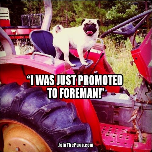 farmer pug