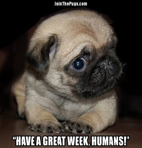 great week pug