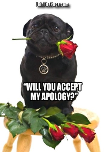 pug-apology