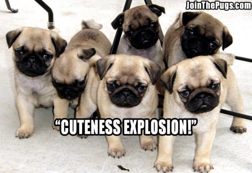 pug cuteness explosion