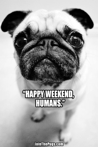 pug happy weekend