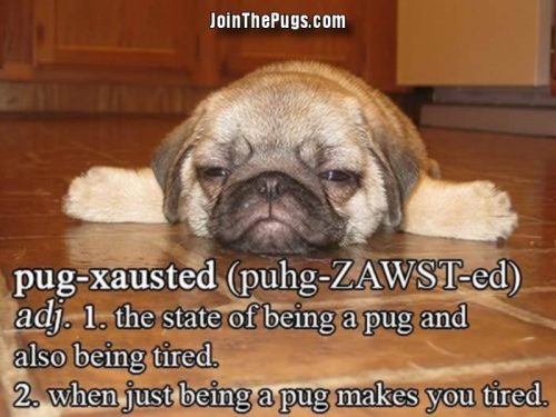 pug-hausted