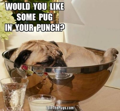 pug punch