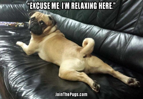 pug relaxing