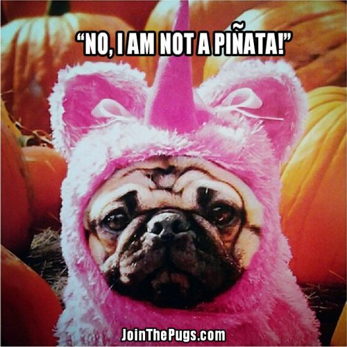 Best Pugoween Costume  - Join the Pugs 